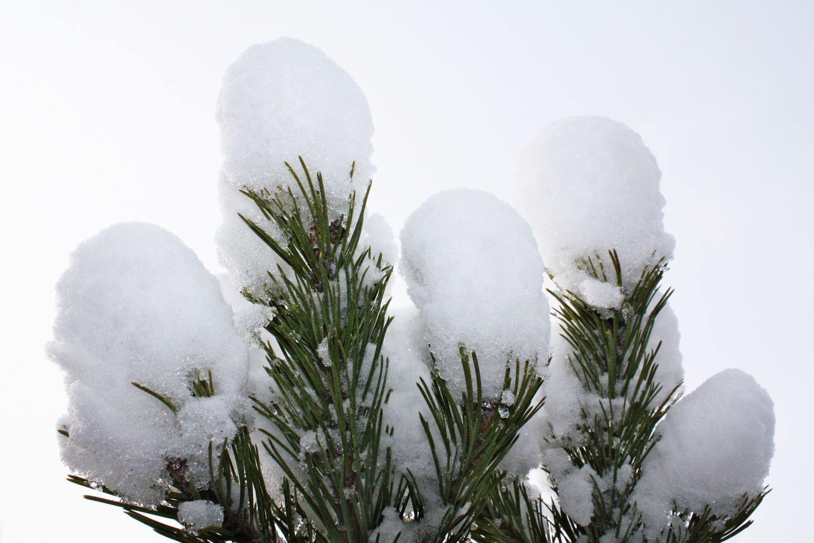 Schnee-Tanne