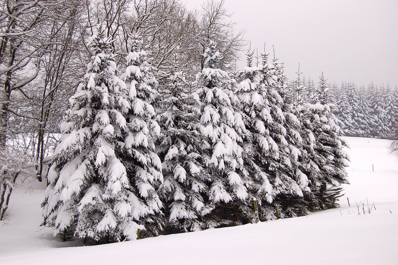 Schnee-Tannen