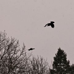 Schnee-Treiben im Leipziger Auwald . . .