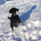 Schnee-Treiben ..... was gibt es schöneres