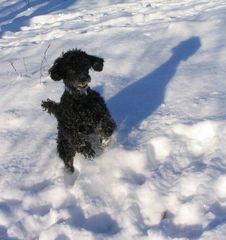 Schnee-Treiben ..... was gibt es schöneres