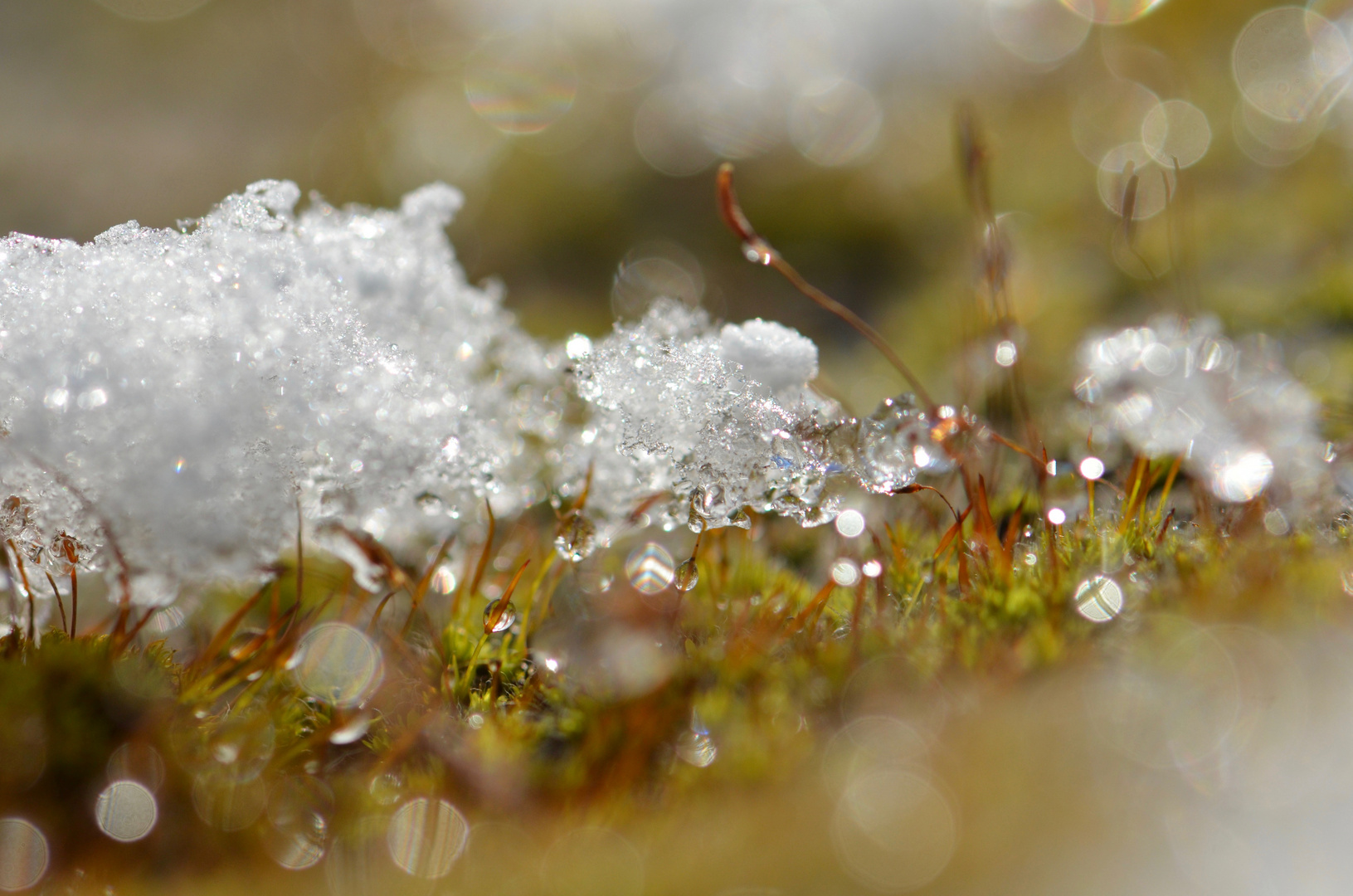 Schnee trifft auf Moos 