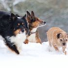 Schnee-Trio
