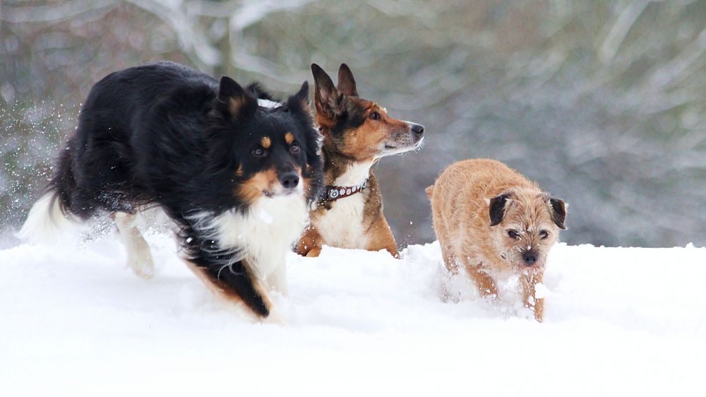 Schnee-Trio