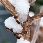 Schnee Tropfen am Kirschbaum