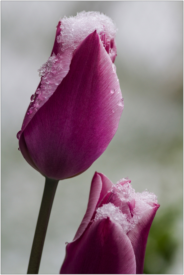 Schnee-Tulpe