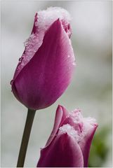 Schnee-Tulpe