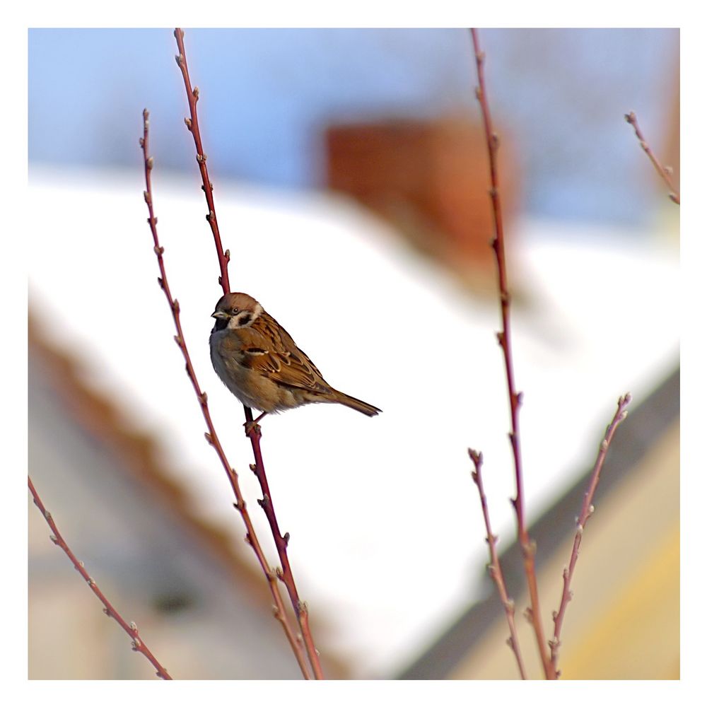 schnee uff dach hinter spatz an ast