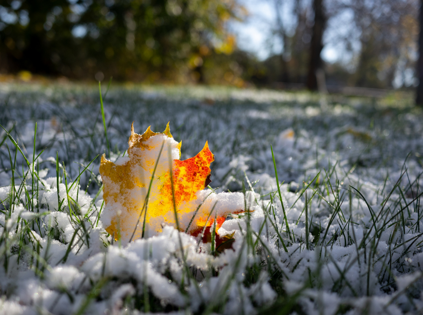 Schnee umspannt den goldenen Herbst