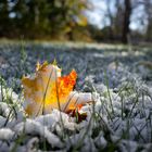 Schnee umspannt den goldenen Herbst