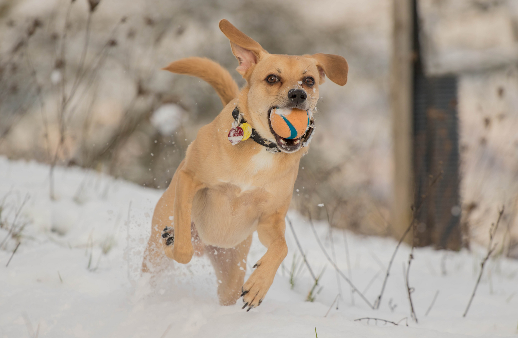 Schnee und Ball ........... Spass pur!