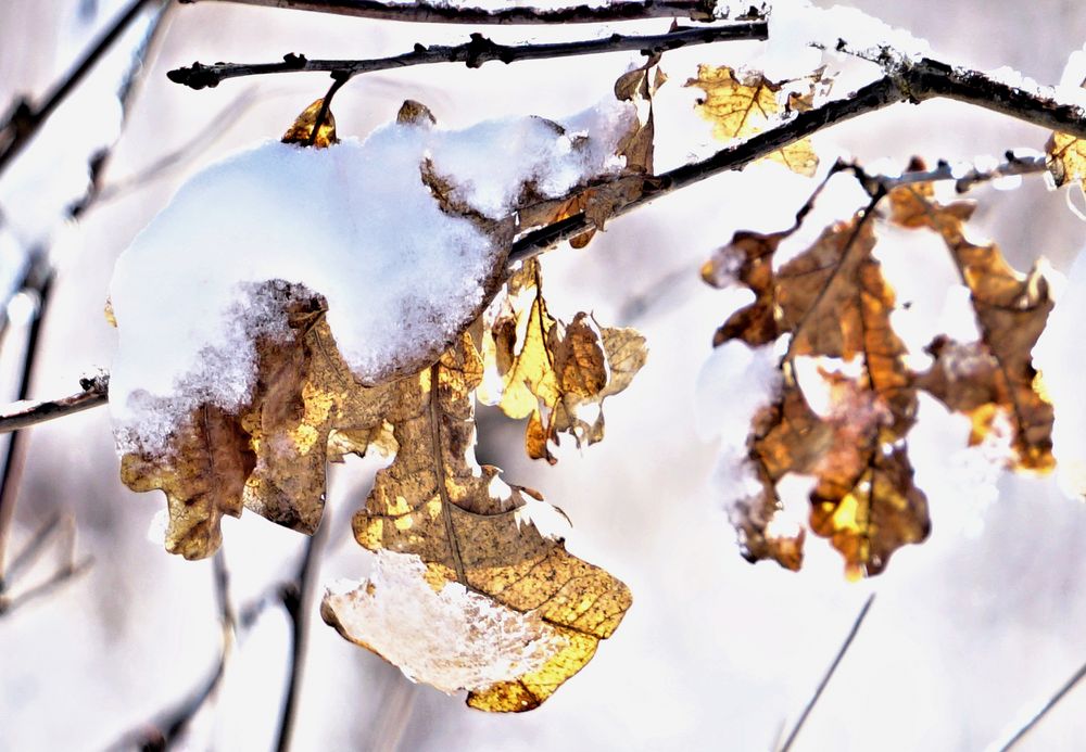 Schnee und Blatt