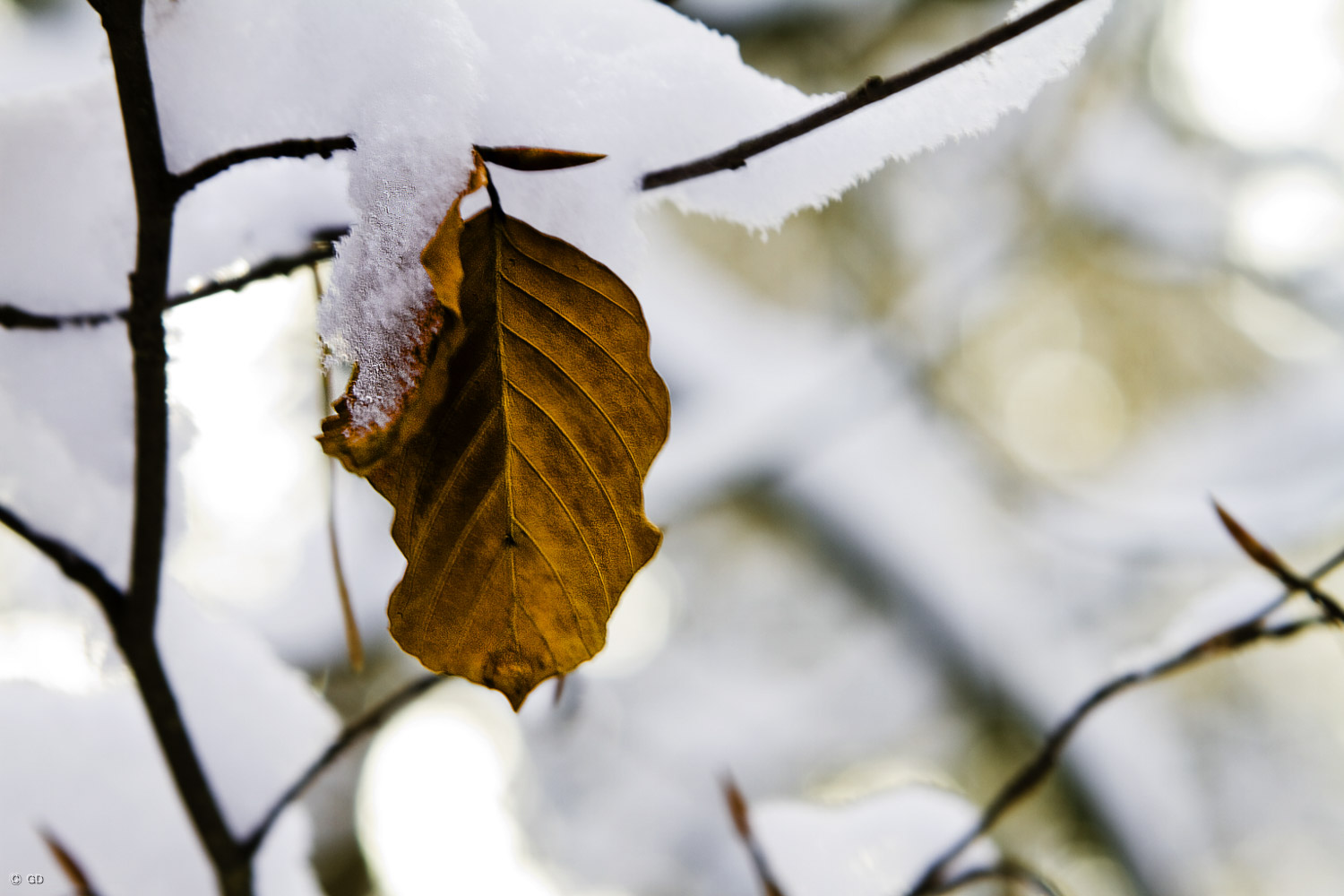 Schnee und Blatt