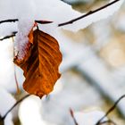 Schnee und Blatt