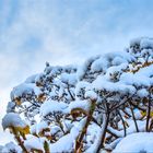 Schnee und blauer Himmel