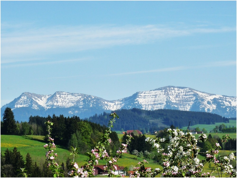 Schnee und Blüten