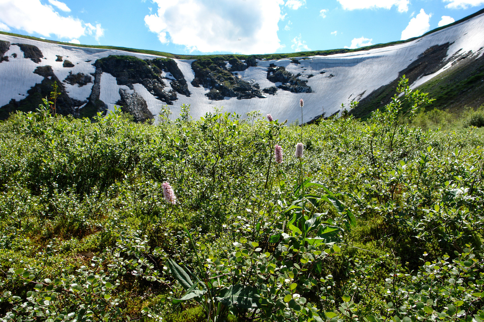 Schnee und Blumen