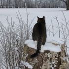 Schnee und die Kälte...