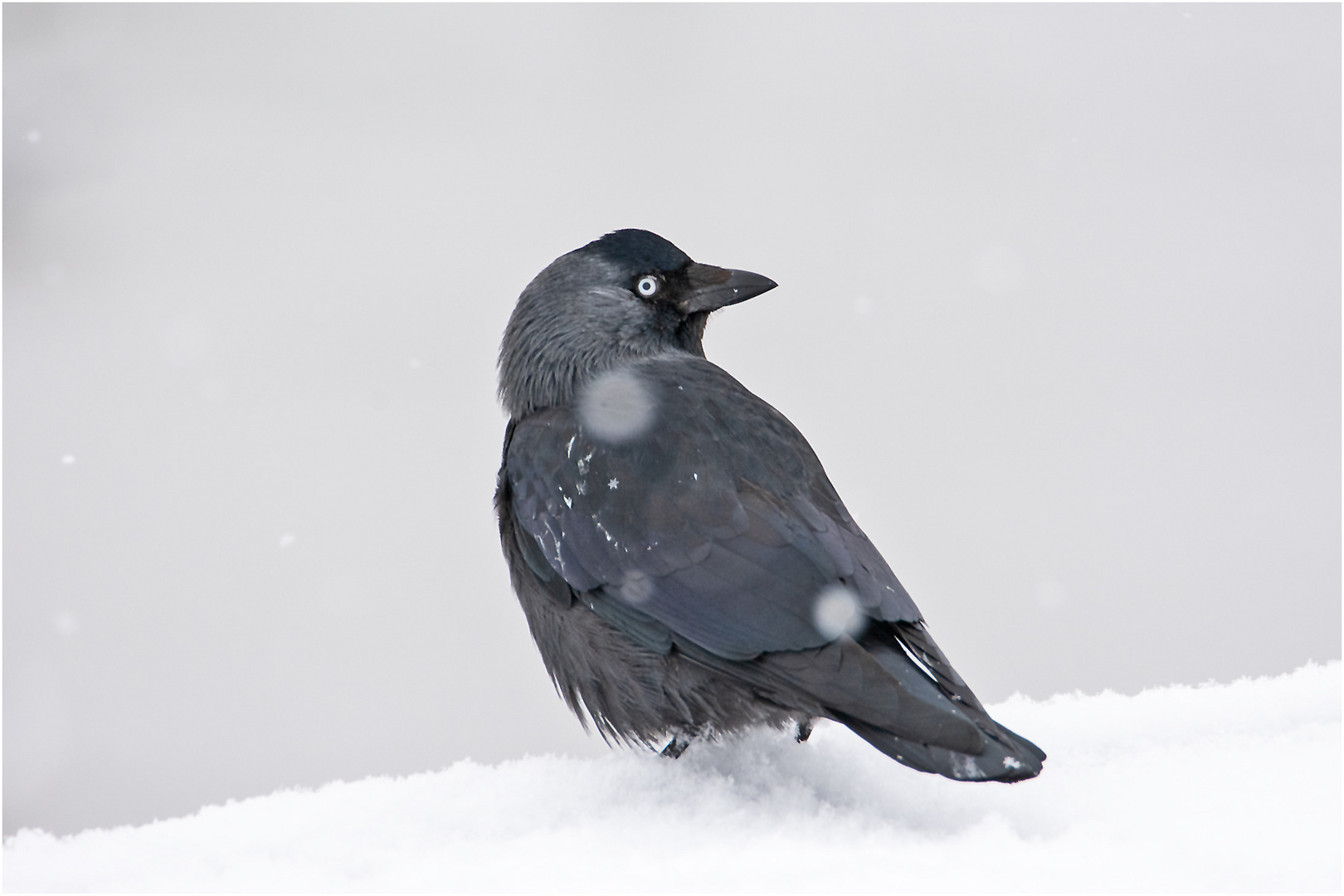 Schnee und Eiseskälte sind nun auch bei uns . . .