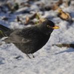 Schnee und Frost, harte Zeiten