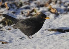 Schnee und Frost, harte Zeiten