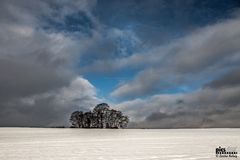 Schnee und Himmel mit kleiner Baumgruppe