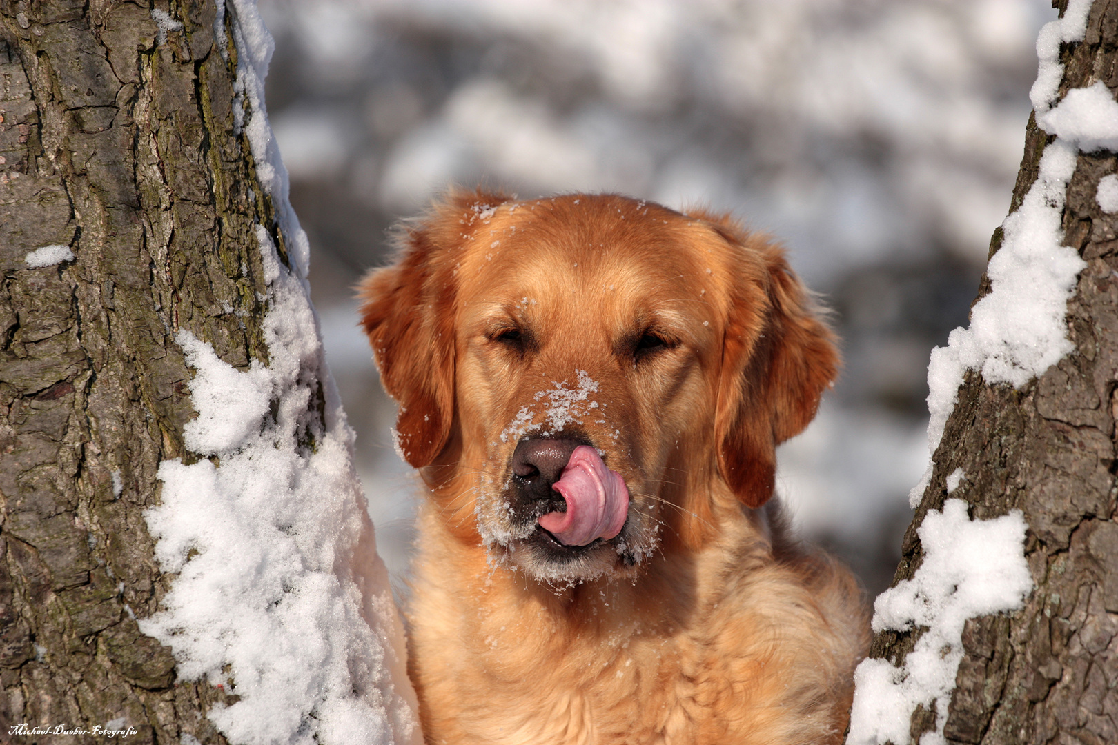 Schnee und Kälte satt