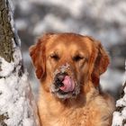 Schnee und Kälte satt