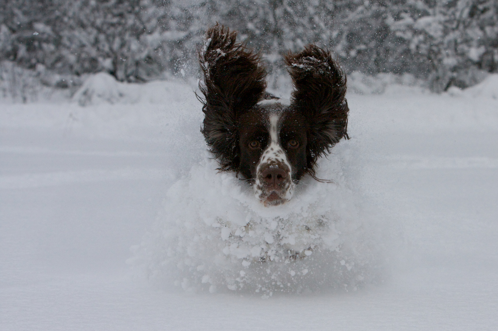 Schnee und kein Ende