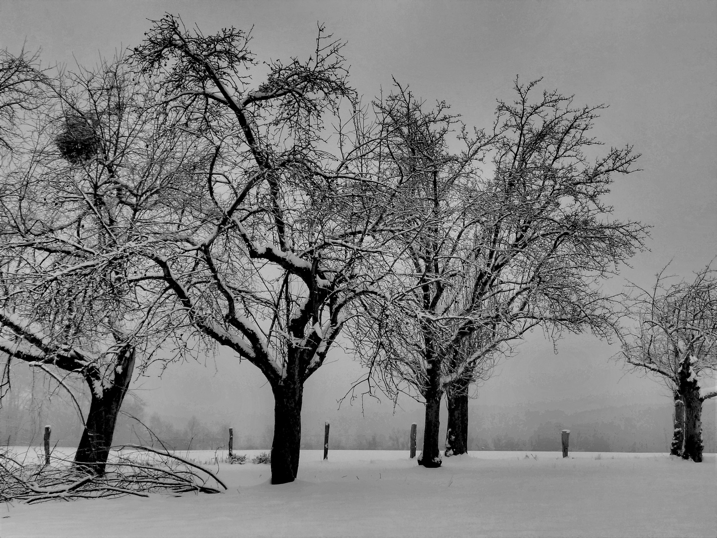 Schnee und Nebel