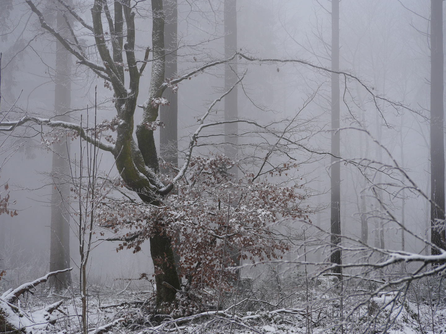 Schnee und Nebel