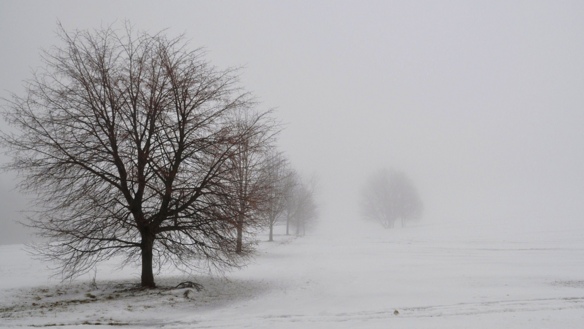 Schnee und Nebel