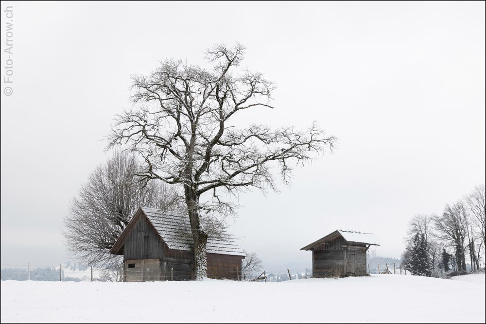 Schnee und Nebel ermöglichen solche Bilder . . . .