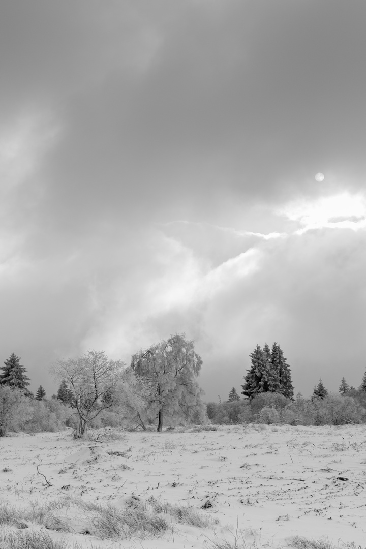 Schnee und Nebel im Venn