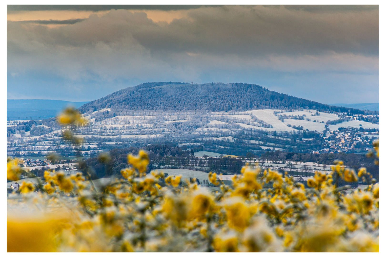 Schnee und Raps 