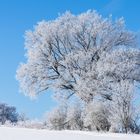  Schnee und Raureif im Vogtland