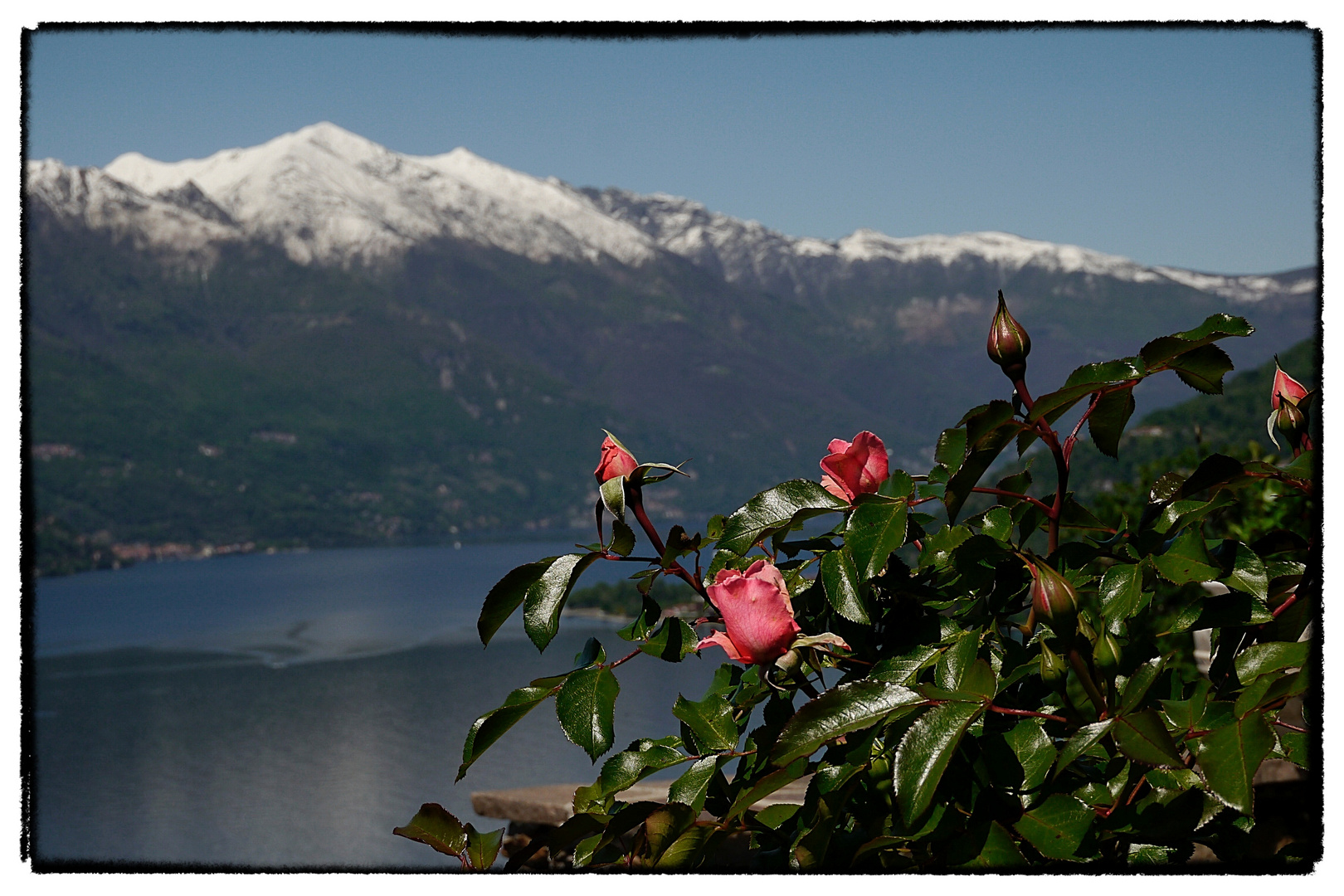 Schnee und Rosen