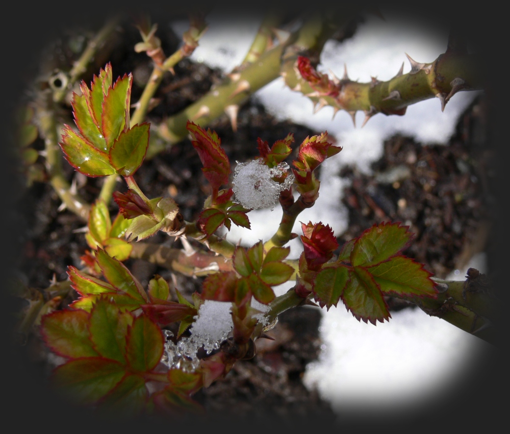 Schnee und Rosentriebe