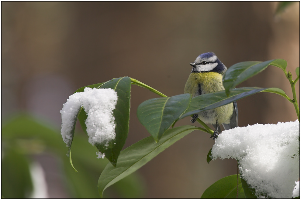 Schnee und Sonne ...