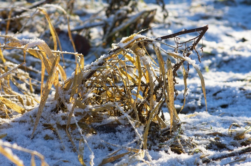 Schnee und Sonne