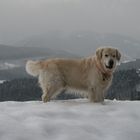 Schnee und Wasser - hier fühle ich mich wohl