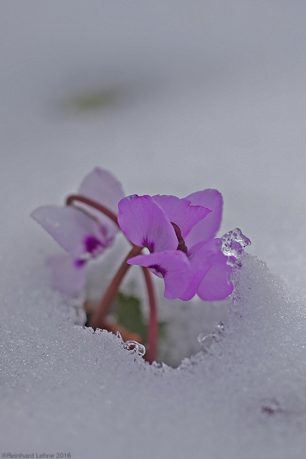 Schnee-Veilchen