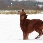 Schnee verbellen