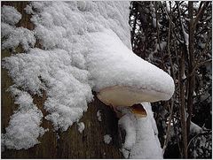 Schnee-Vereiste Pilzbaum-Nase