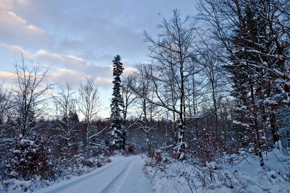 Schnee verzaubert den Wald