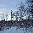 Schnee verzaubert den Wald