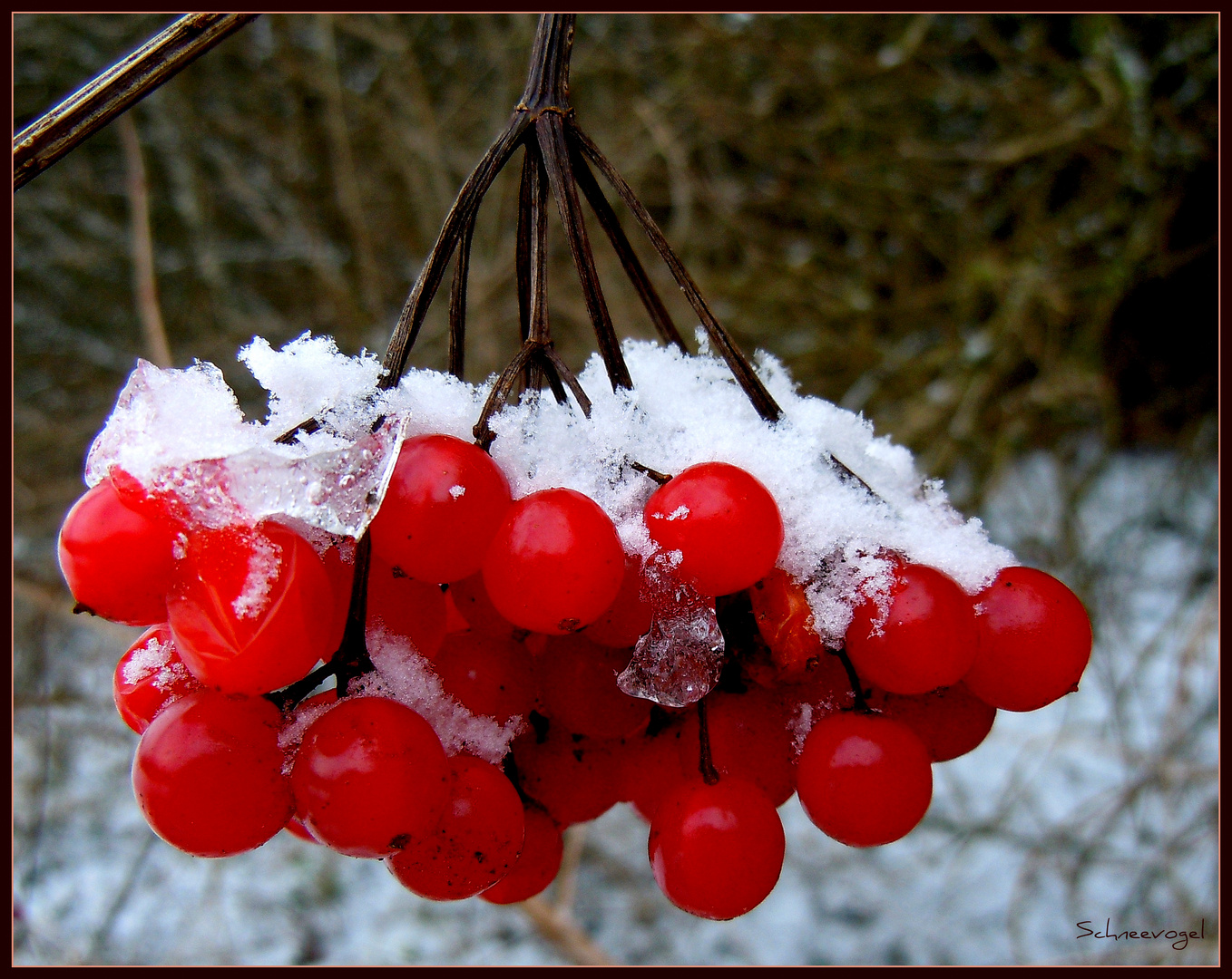 Schnee - Vogel  - Futter