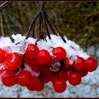 Schnee - Vogel  - Futter