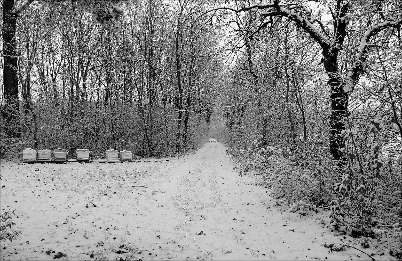 Schnee vom Foto & Bild fotos, spezial, wald Bilder auf