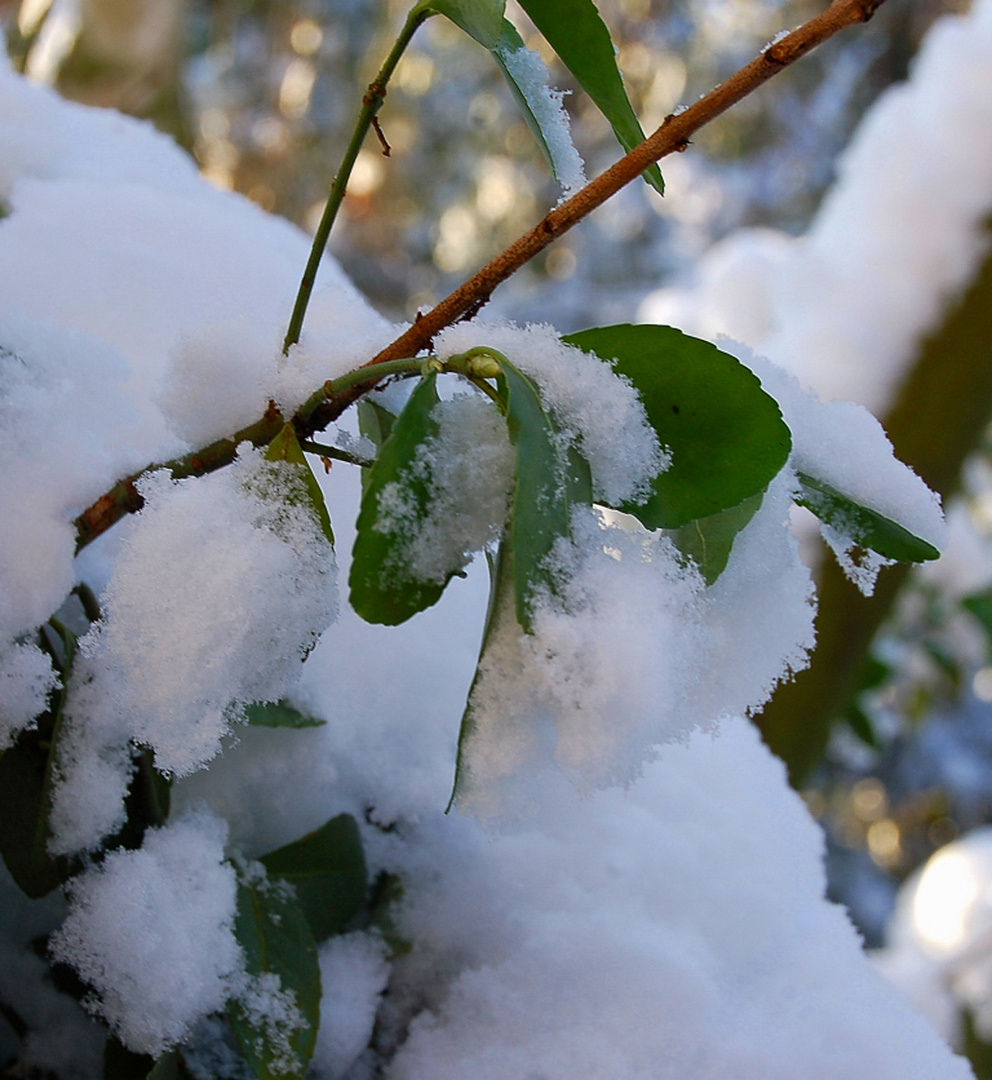 " schnee von gestern " !!!